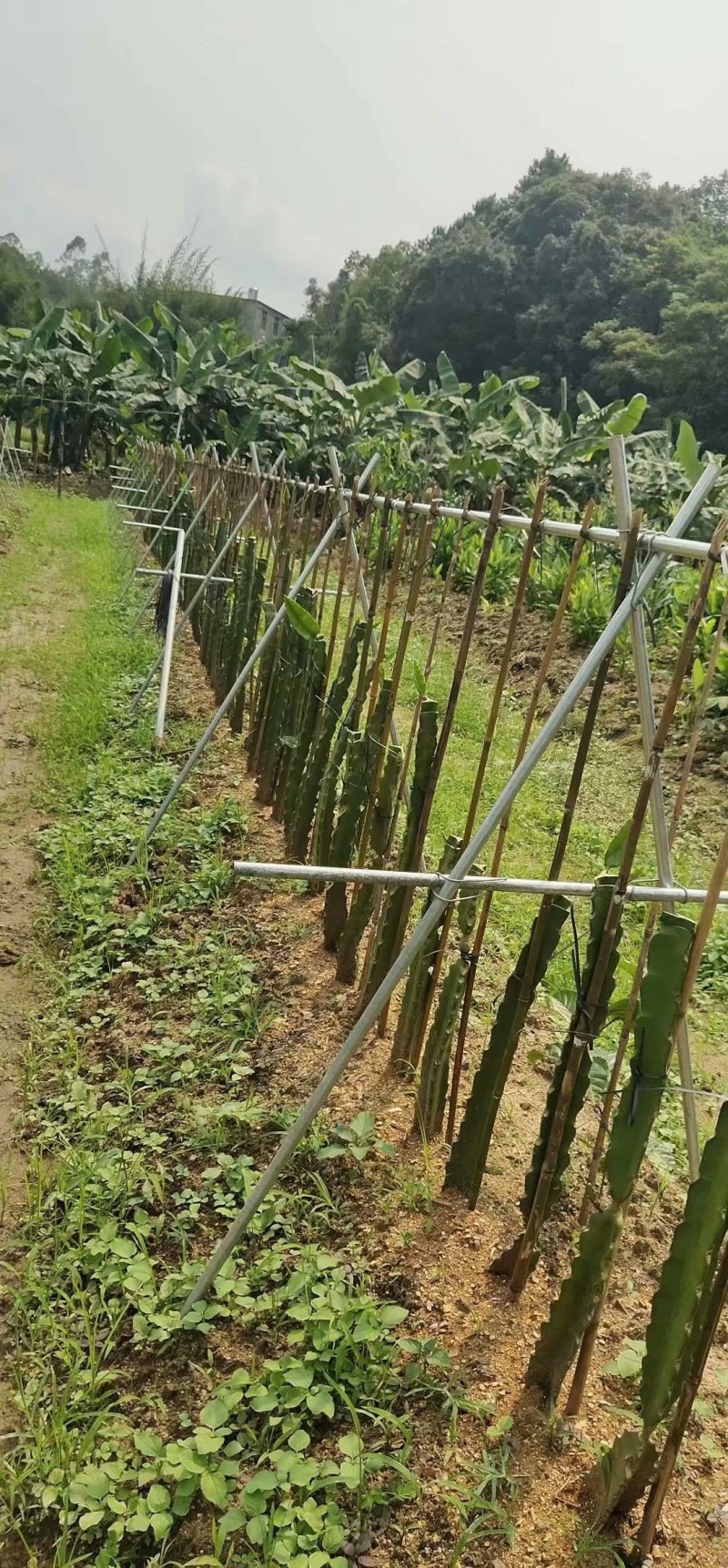 青皮红肉火龙果苗