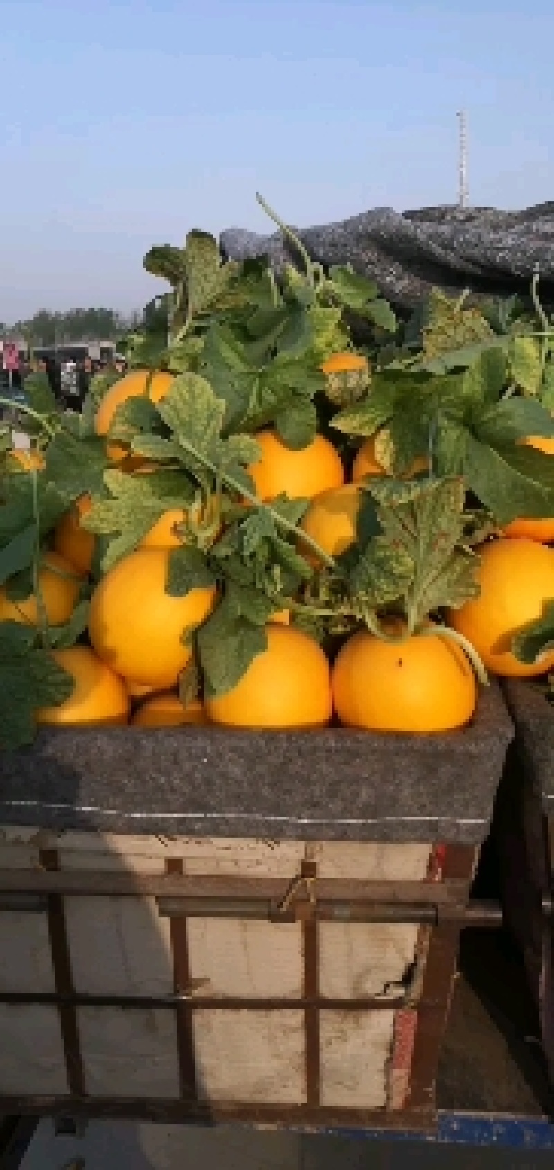 精品九红瑞，瑞红，供应量大，诚信瓜果蔬菜供应链，