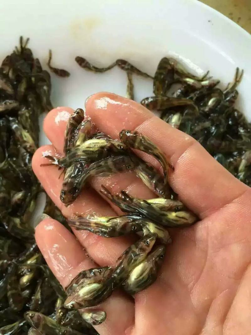 《全国发货》杂交黄骨鱼苗生长速度快，抗病毒强，产量高