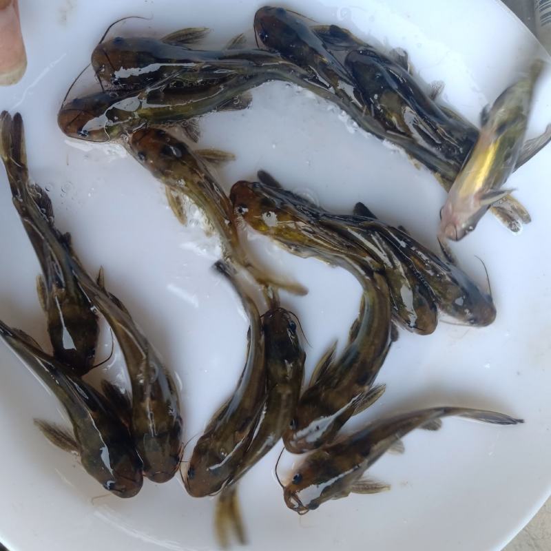 《全国发货》杂交黄骨鱼苗生长速度快，抗病毒强，产量高