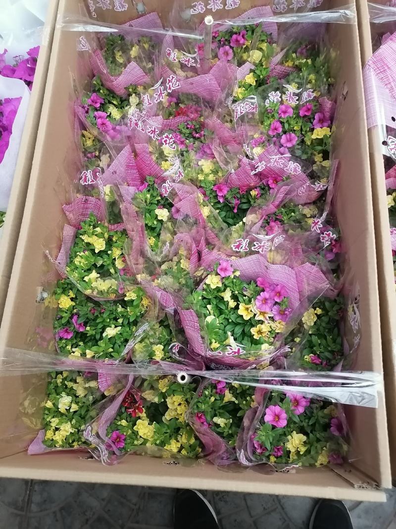 百万小玲专注栽培多年，样像好，成活高，原产地一手货源，
