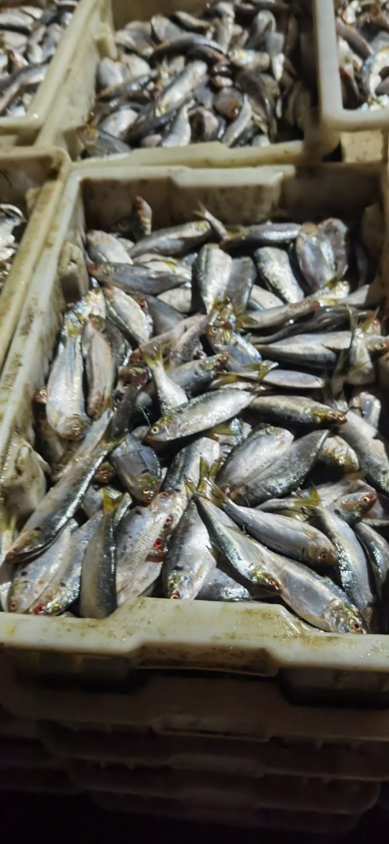 麟几鱼，常年加工，预定款