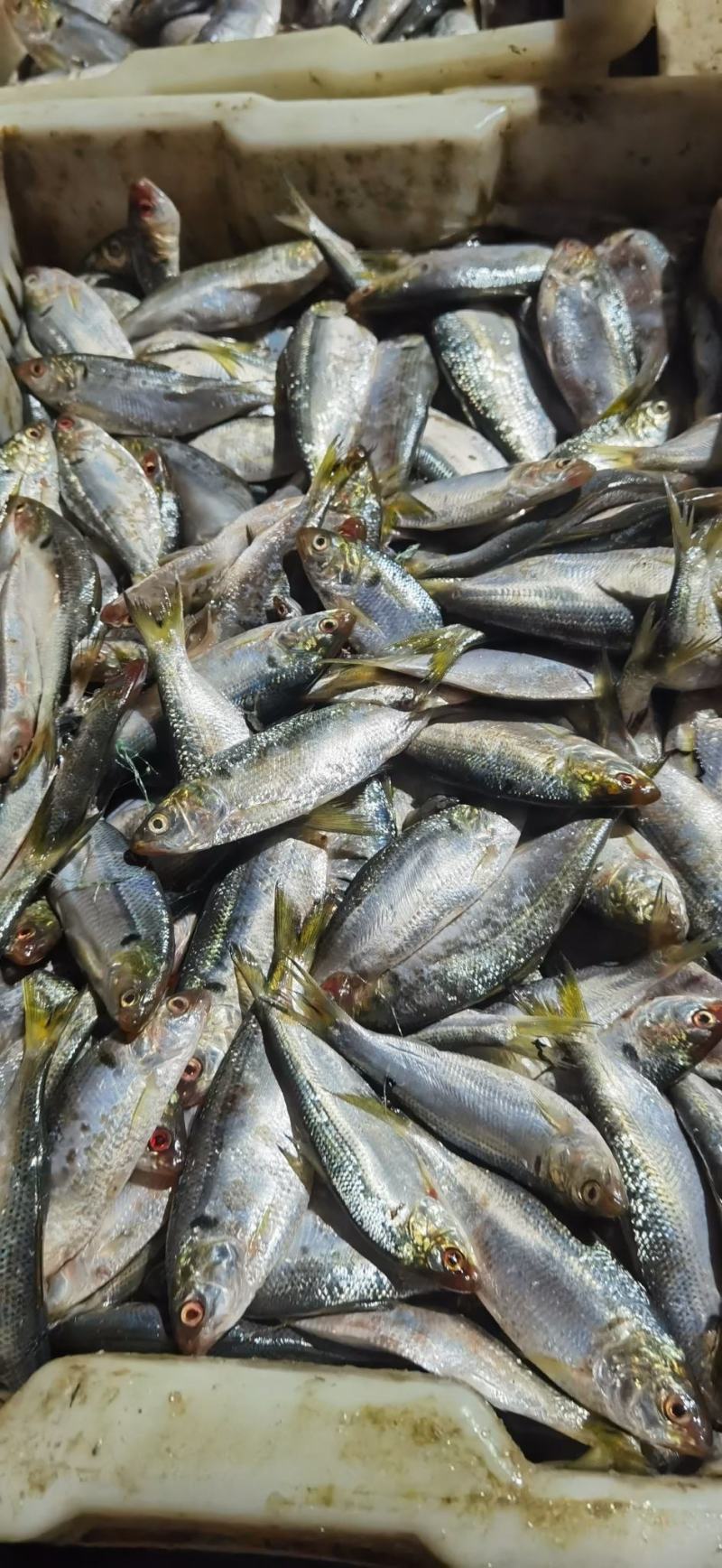 麟几鱼，常年加工，预定款