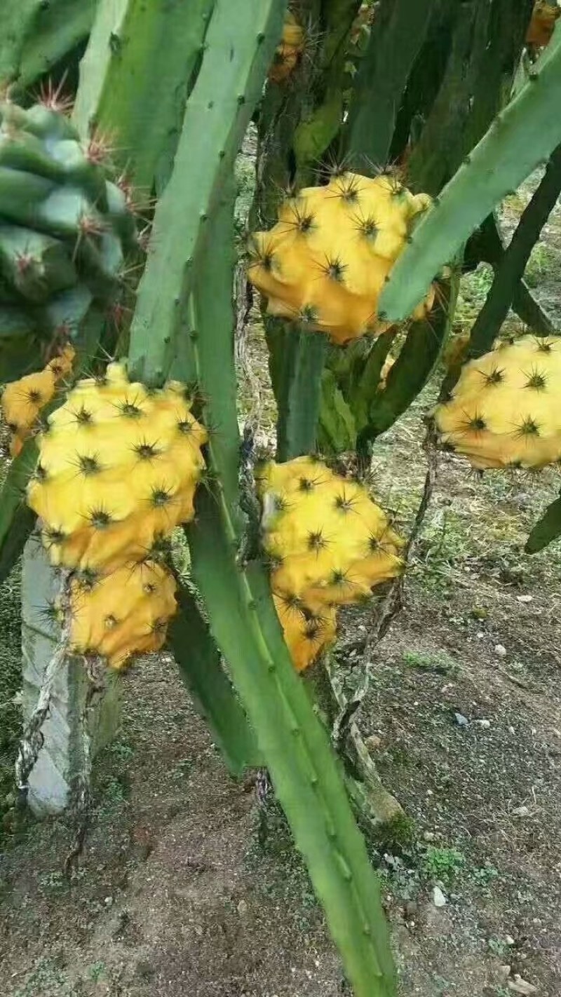 燕窝火龙果苗厄瓜多火龙果苗嫁接苗