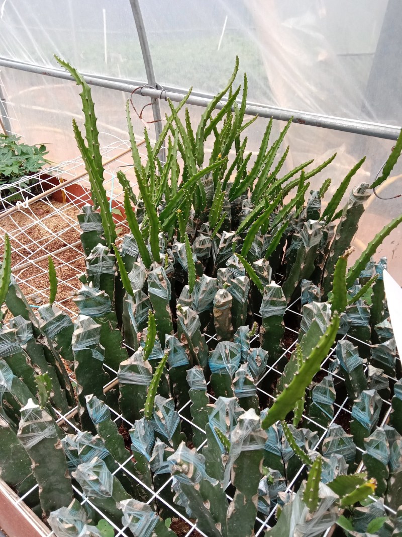 燕窝火龙果苗厄瓜多火龙果苗嫁接苗