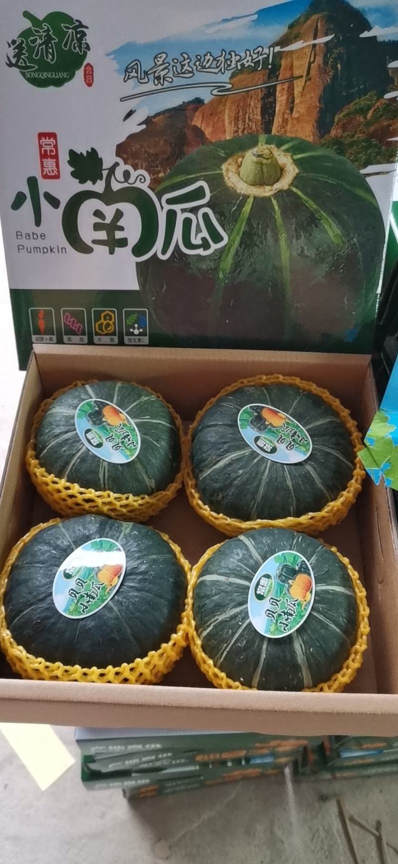 【电商批发】精品礼盒真贝贝吊瓜《贝贝小南瓜》货源充足可靠