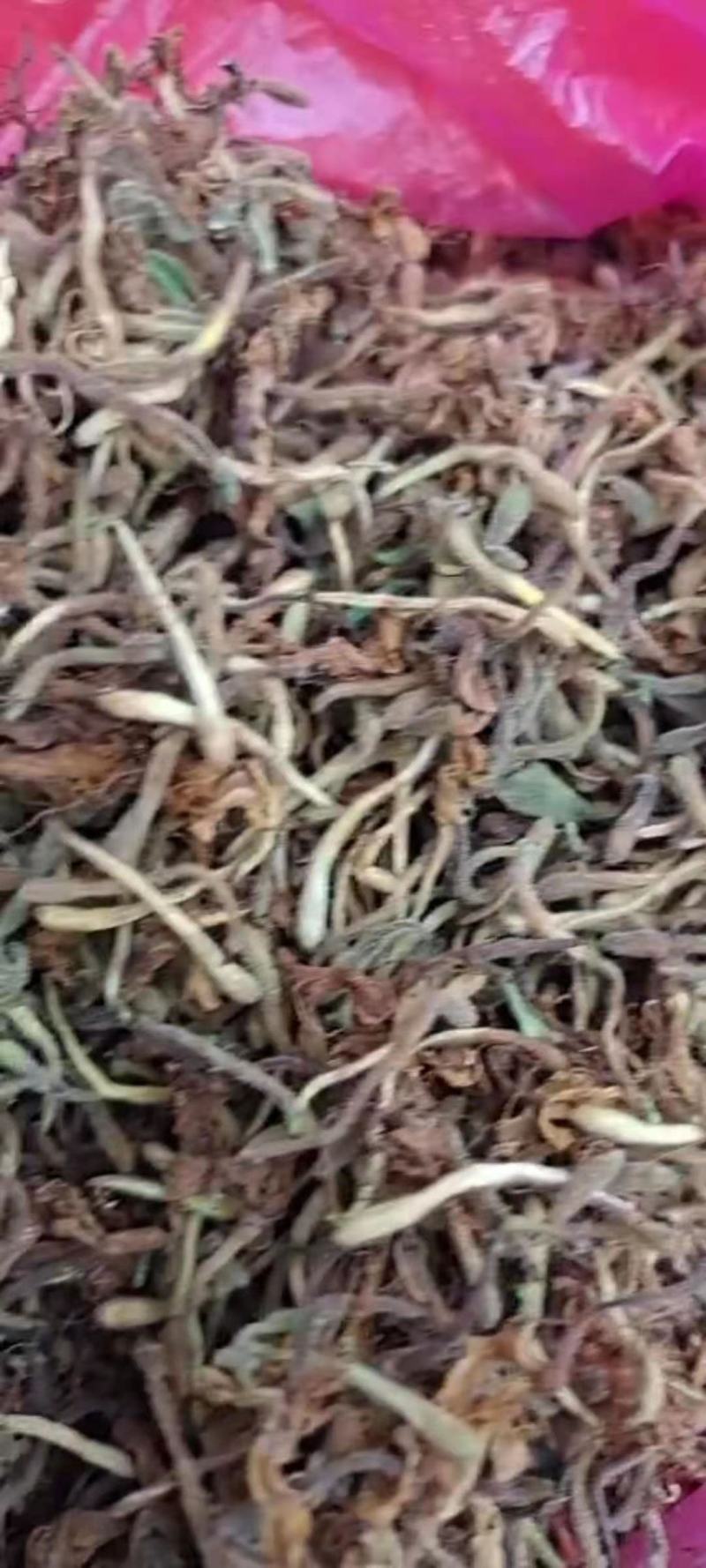 金银花，纯野生金银花。。。。。。。。。。。。。。。