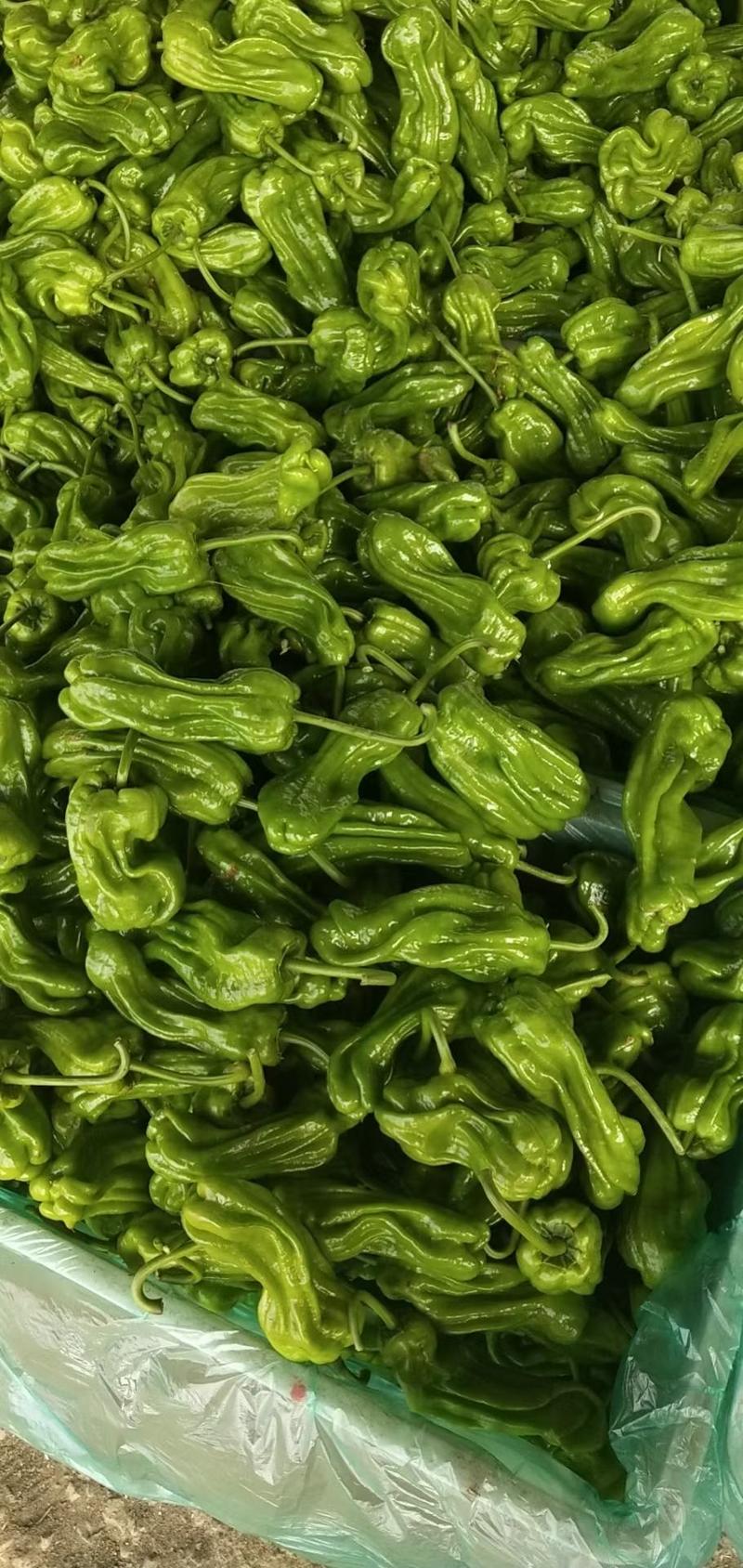 兰陵县辣椒，质量一级（产地直发）质量保证，物美价廉