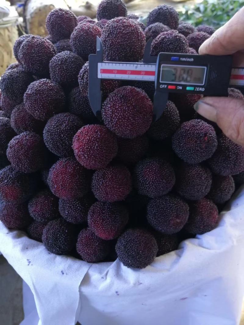 早杨梅，硬丝，