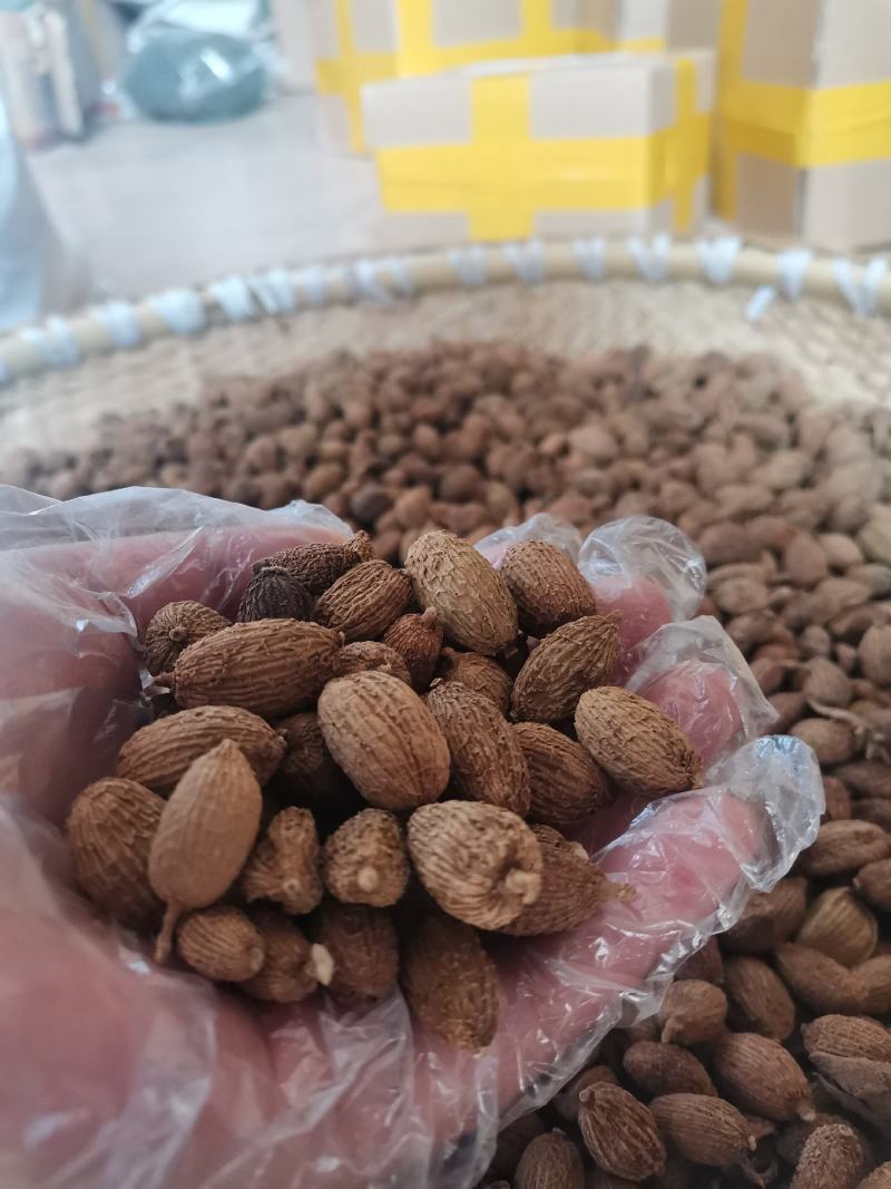 云南野生中药材砂仁壳砂仁500g包邮29.9