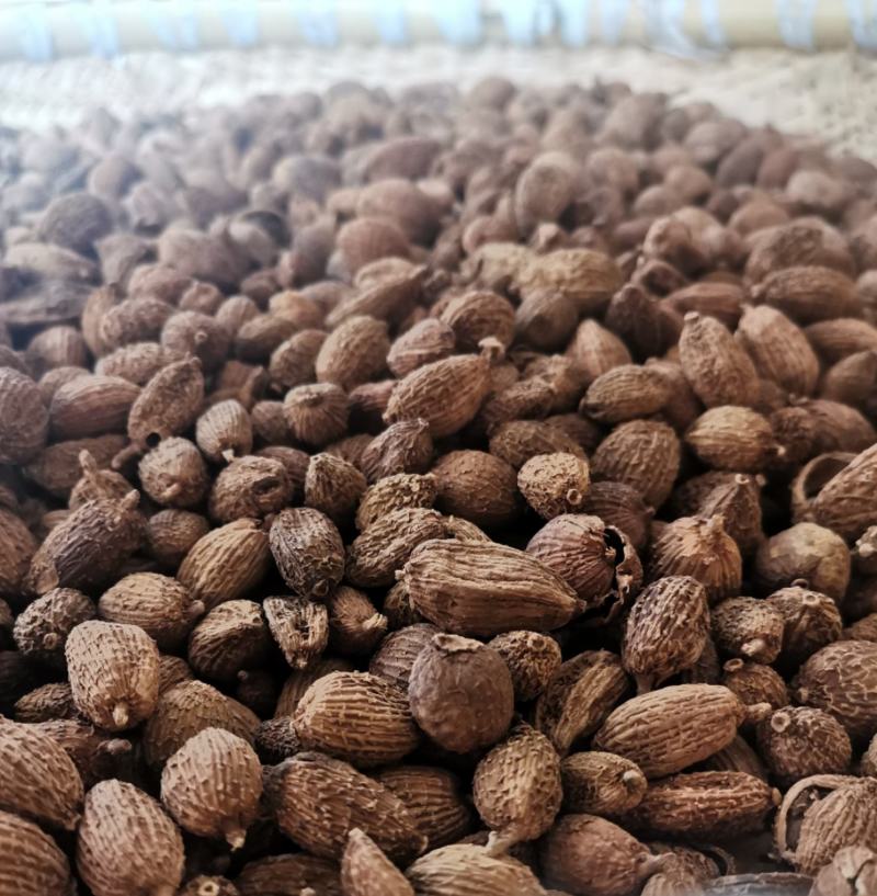 云南野生中药材砂仁壳砂仁500g包邮29.9