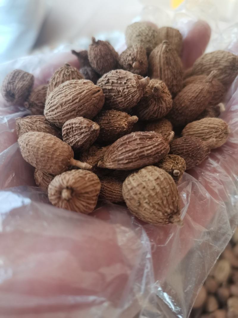 云南野生中药材砂仁壳砂仁500g包邮29.9