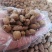 云南野生中药材砂仁壳砂仁500g包邮29.9