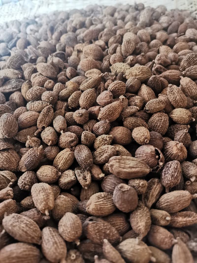 云南野生中药材砂仁壳砂仁500g包邮29.9