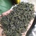 浙江绿茶高山云雾茶清香绿茶杭州茶叶茶绿茶云雾茶1斤雨前绿