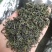 浙江绿茶高山云雾茶清香绿茶杭州茶叶茶绿茶云雾茶1斤雨前绿