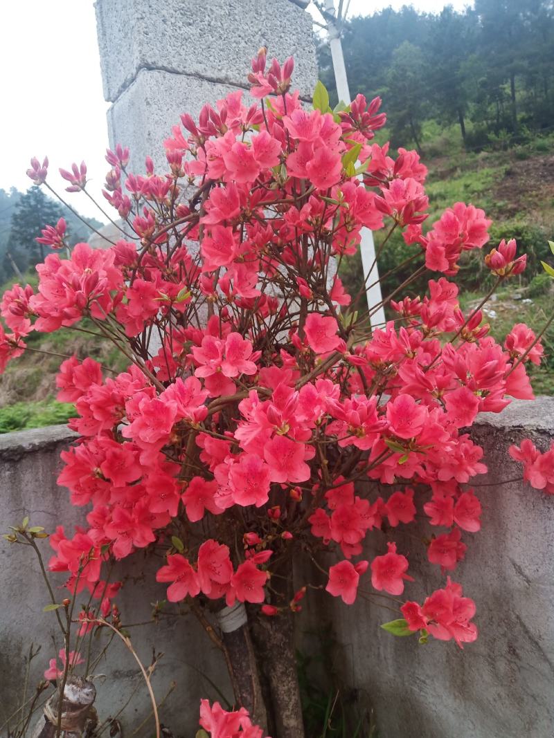 映山红大桩