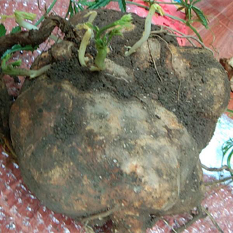 山乌龟