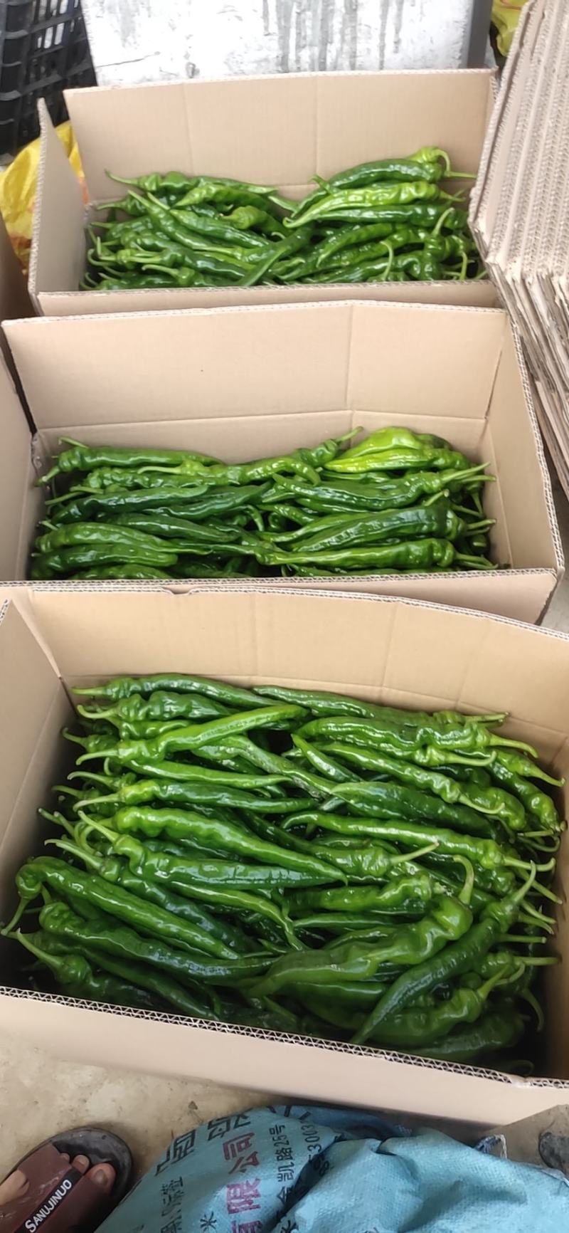 豆角大量上市中口感香甜品质保证好配货欢迎各位老板前来考察