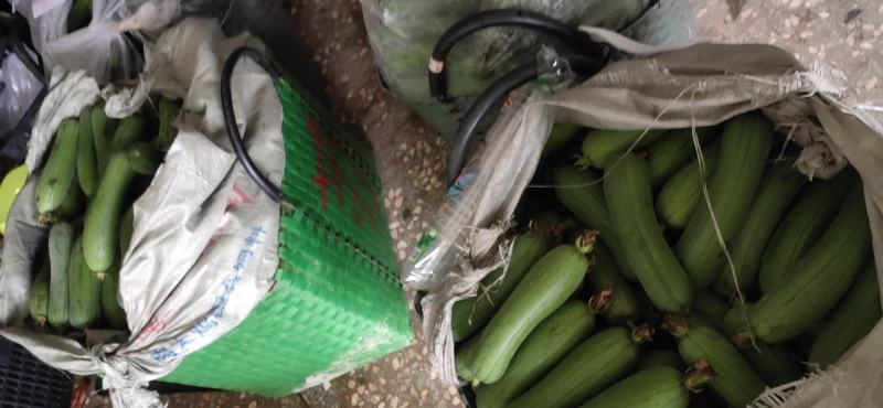 豆角大量上市中口感香甜品质保证好配货欢迎各位老板前来考察