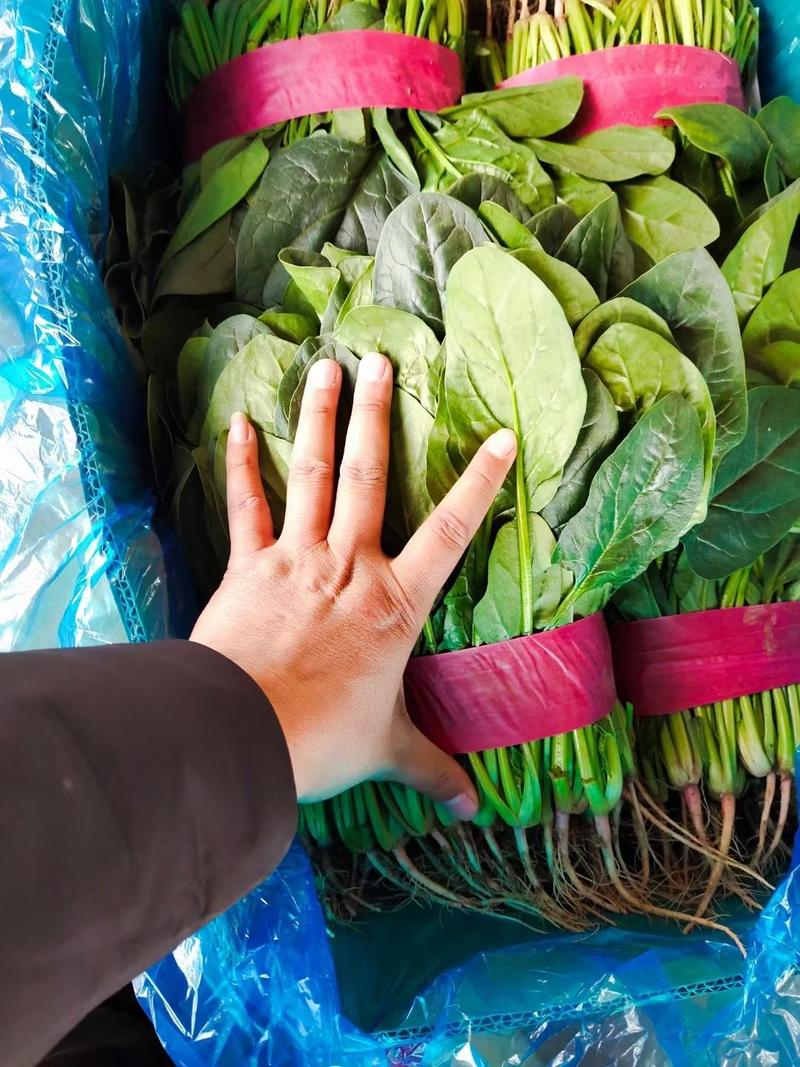 【菠菜】河北大叶菠菜常年供应产地一手货源品质保证