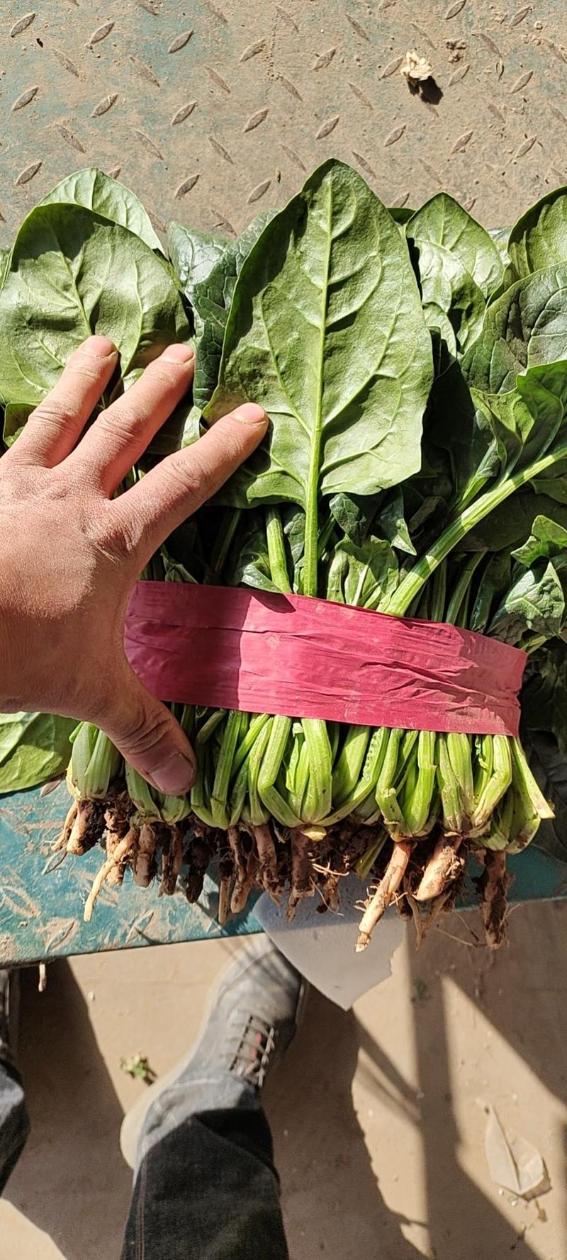 【菠菜】河北大叶菠菜常年供应产地一手货源品质保证