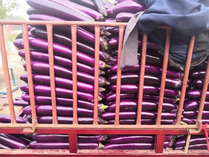 河南茄子精品茄子广茄，紫长茄量大质优支持视频看货代发全国