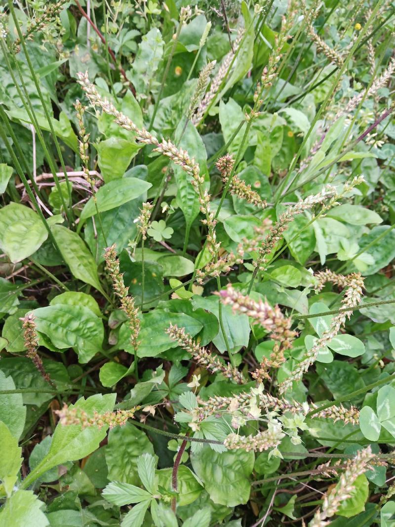 野生车前草