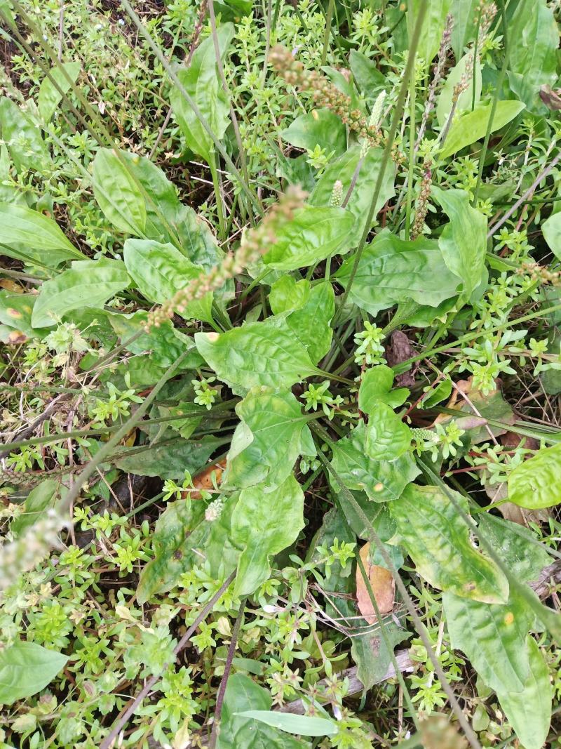 野生车前草
