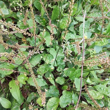 野生车前草