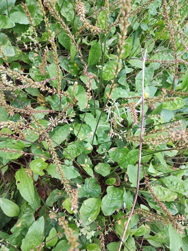 野生车前草