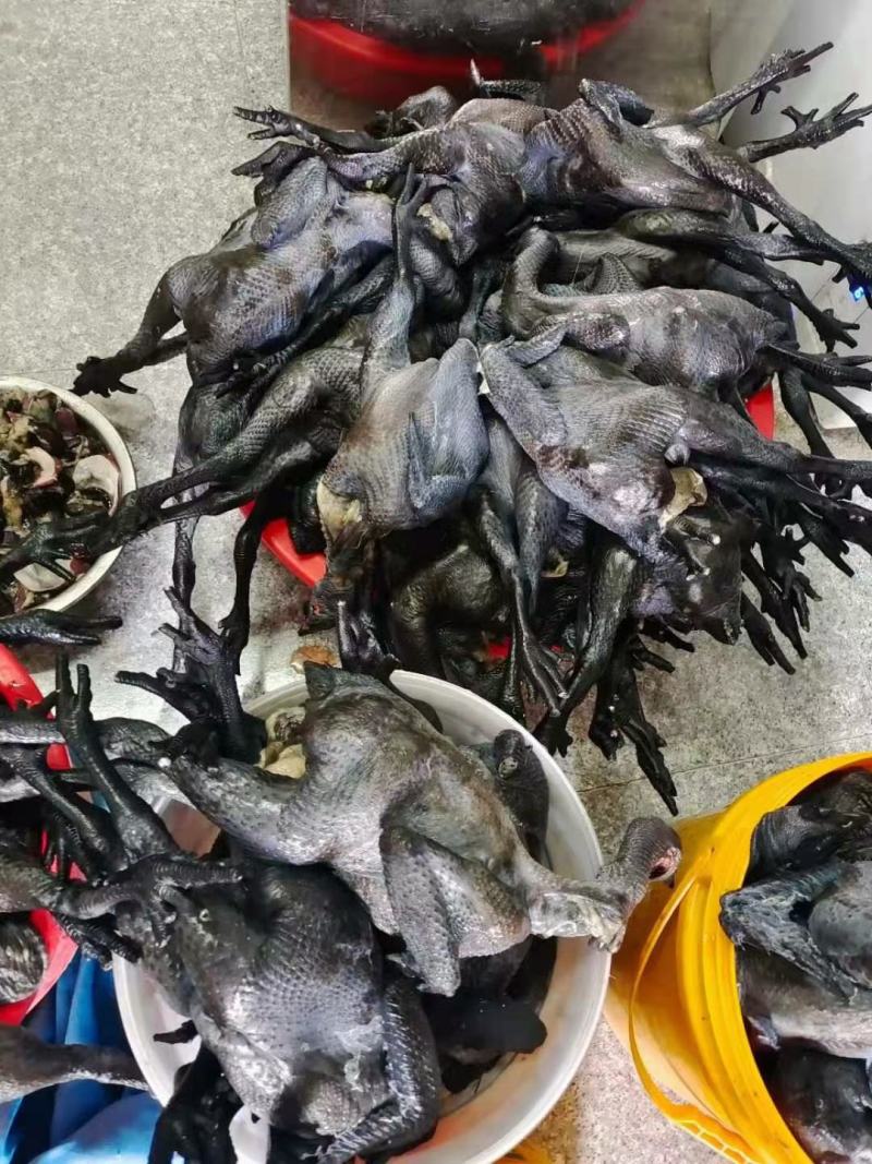 纯散养的纯种乌鸡手工屠宰真空急冻一年以上养殖