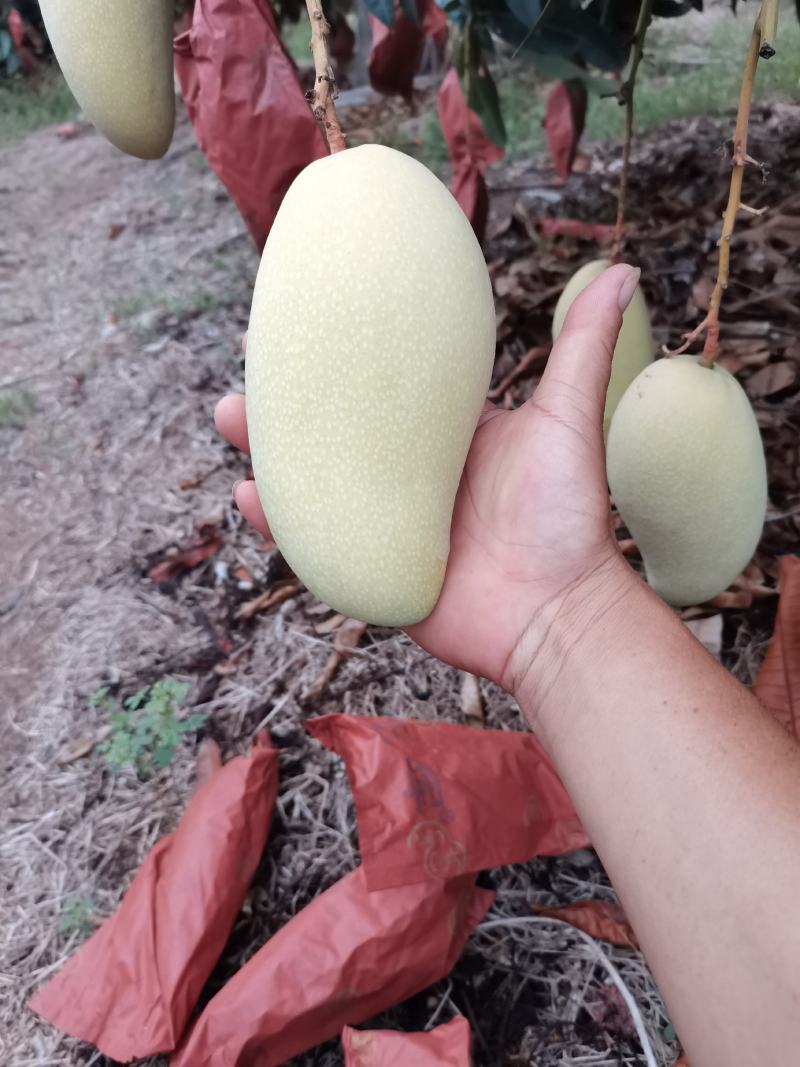 海南三亚金煌芒一级二级全国供应电商包括团购以及超市市场等