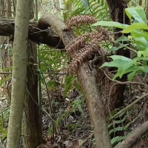 野生钩藤根鲜货，下单现采。