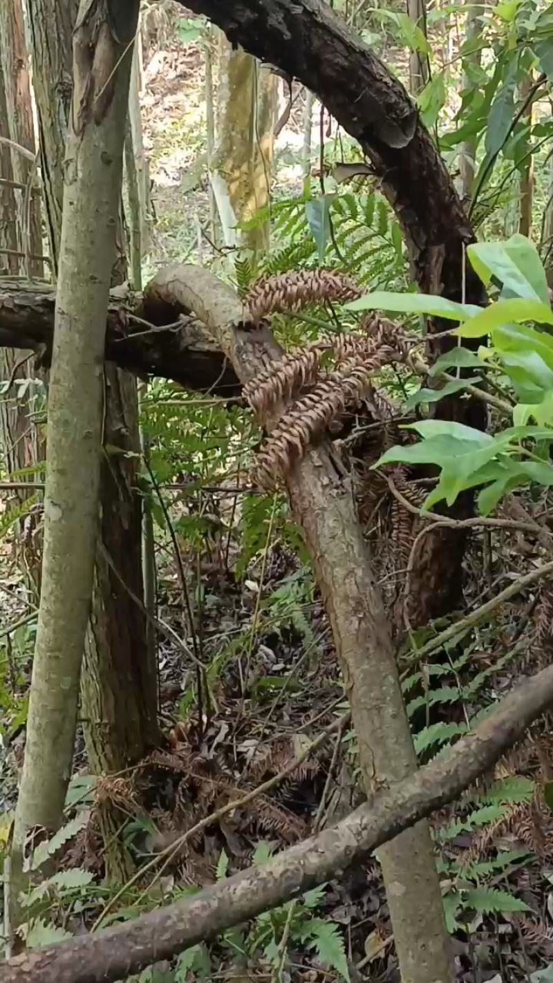 野生钩藤根鲜货，下单现采。