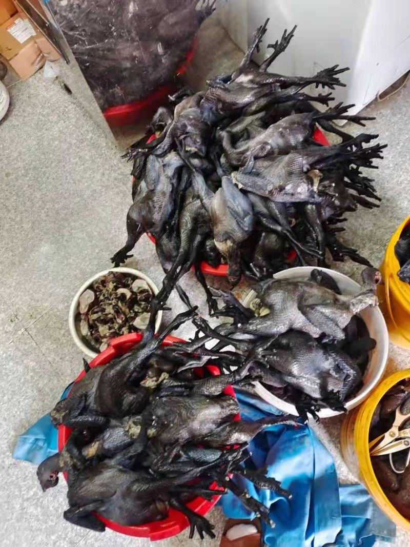 纯散养的纯种乌鸡手工屠宰真空急冻一年以上养殖