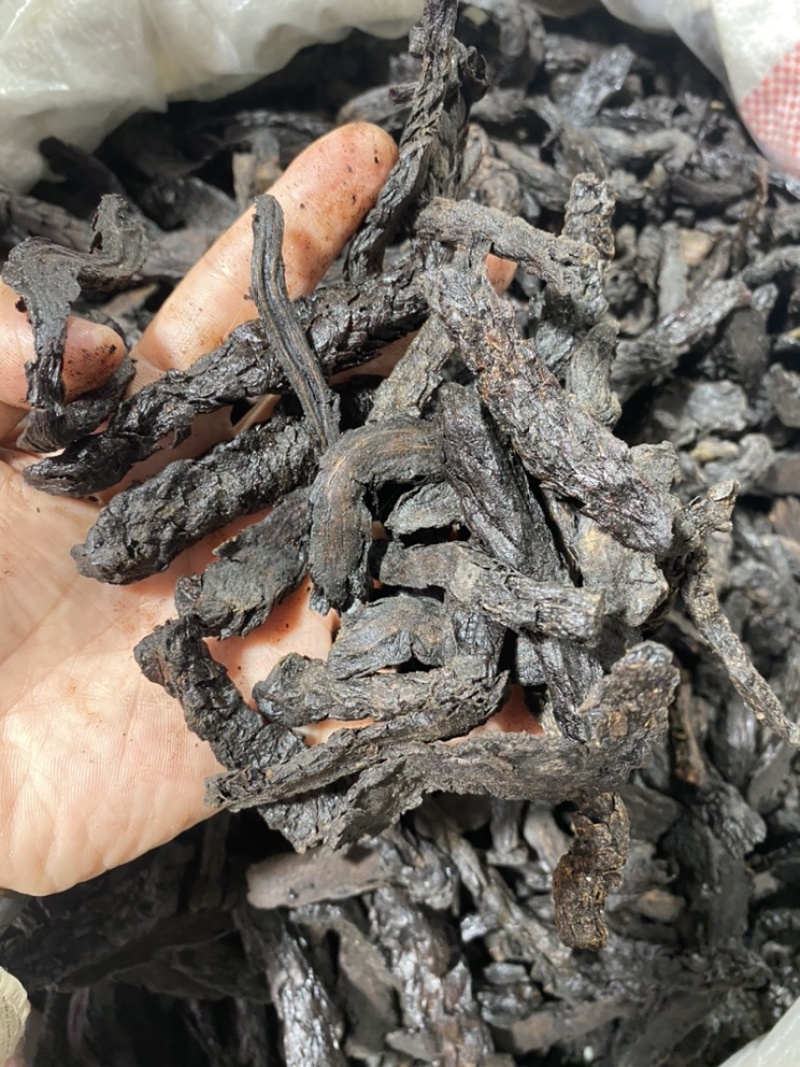 制种植肉苁蓉