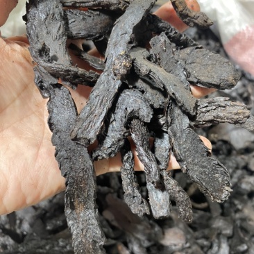 制种植肉苁蓉