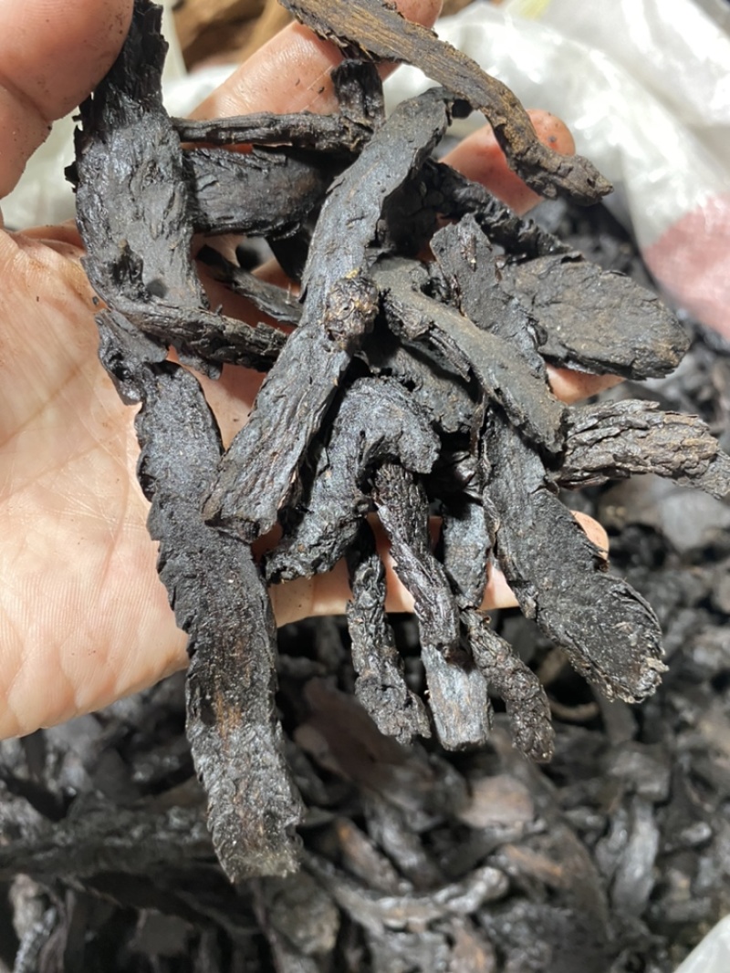 制种植肉苁蓉