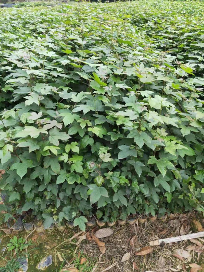 枫香苗