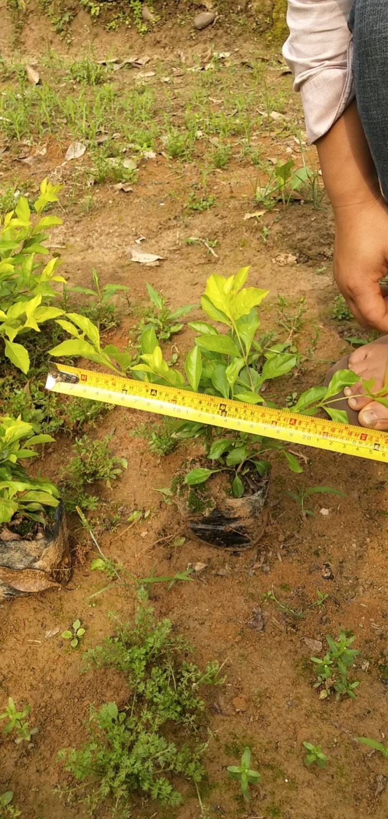 大量供应黄金叶（黄素梅）移植杯苗