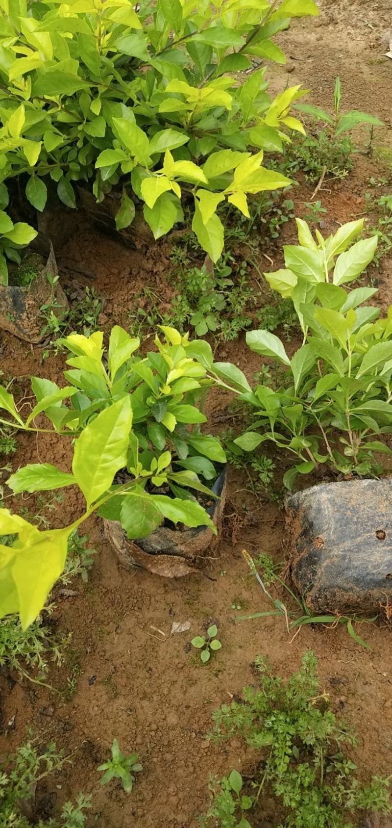 大量供应黄金叶（黄素梅）移植杯苗