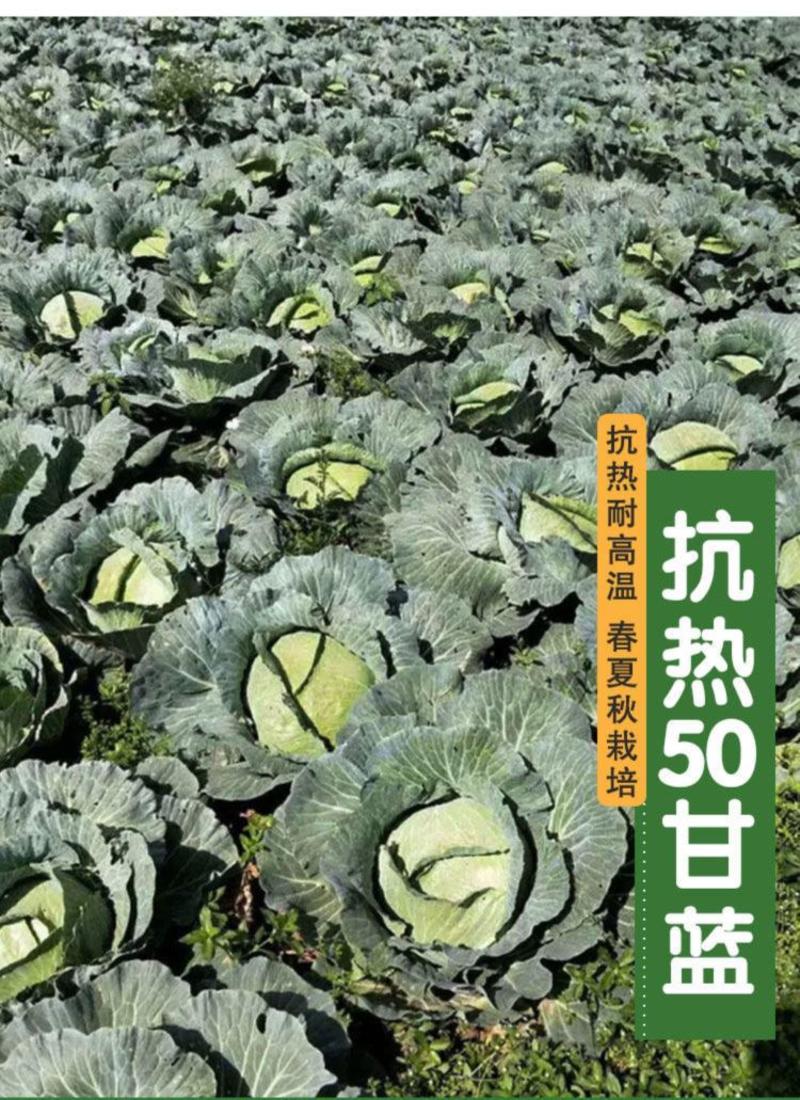 耐热抗热50甘蓝种子10克，耐高温定植扁圆型亩产万斤