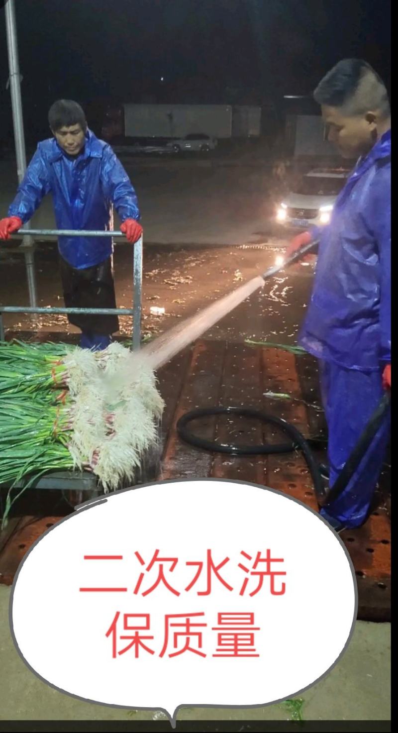 临洮红根蒜苗，产地直供，货源充足，诚信代办，支持视频看货