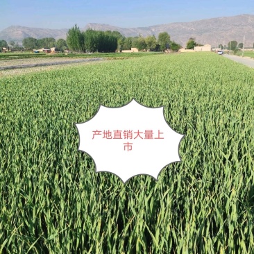 临洮红根蒜苗，产地直供，货源充足，诚信代办，支持视频看货