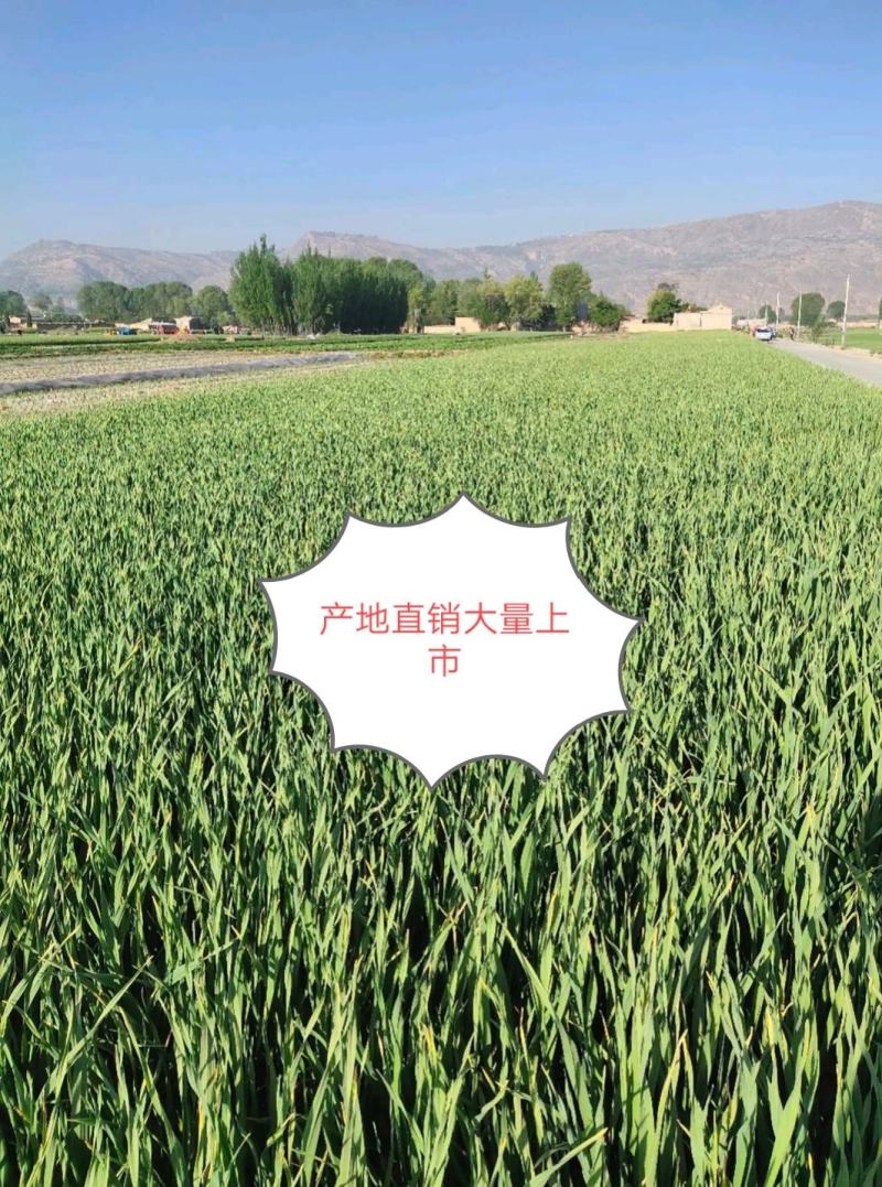 临洮红根蒜苗，产地直供，货源充足，诚信代办，支持视频看货