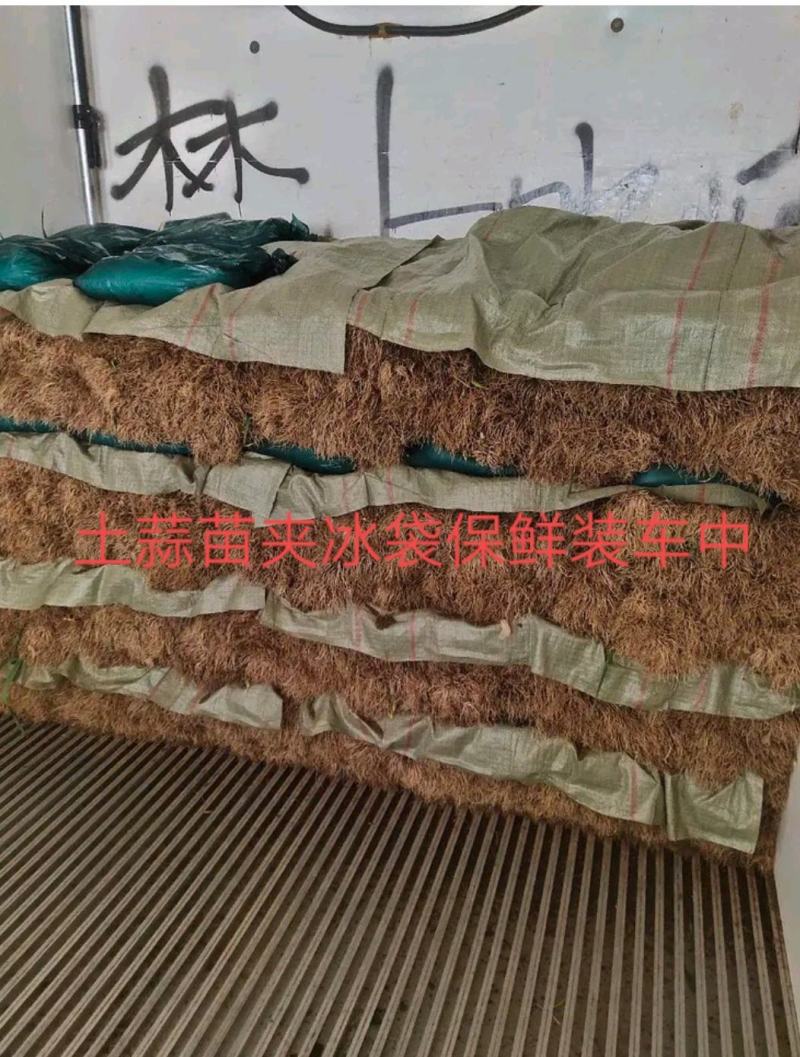 临洮红根蒜苗，产地直供，货源充足，诚信代办，支持视频看货
