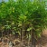 广东营养杯苗木荷木荷50～80高基地供应各种造林品种