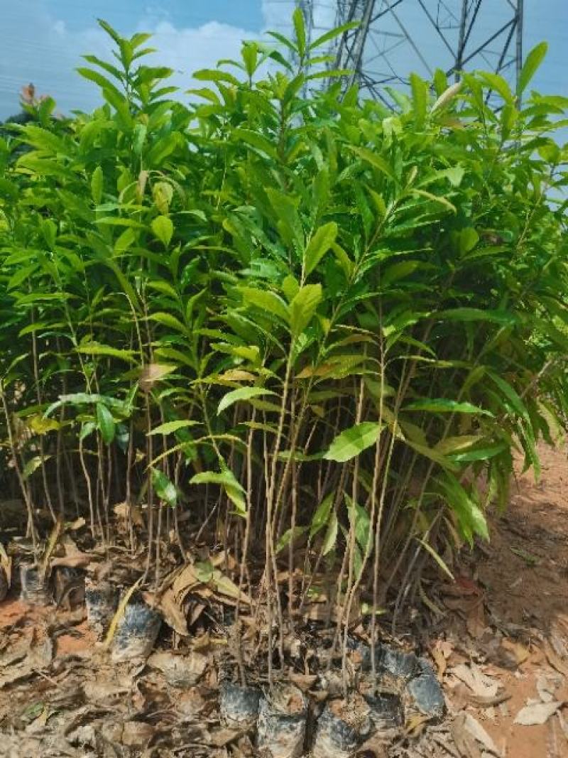 广东营养杯苗木荷木荷50～80高基地供应各种造林品种