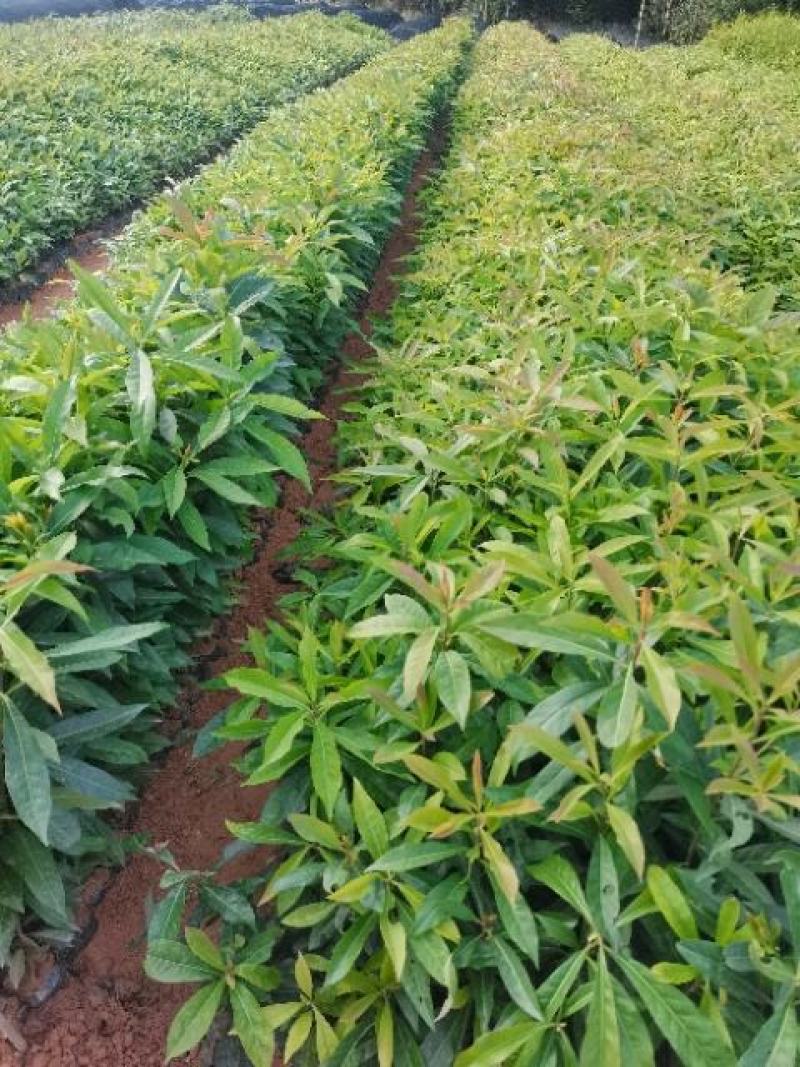 广东营养杯苗木荷木荷50～80高基地供应各种造林品种